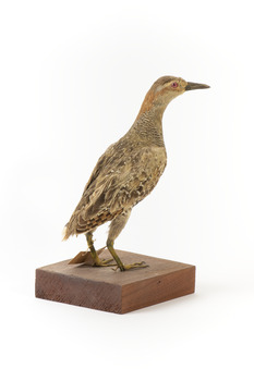 Buff-Banded Rail bird standing on a wooden platform facing forward
