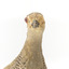 Buff-Banded Rail bird standing on a wooden platform facing forward