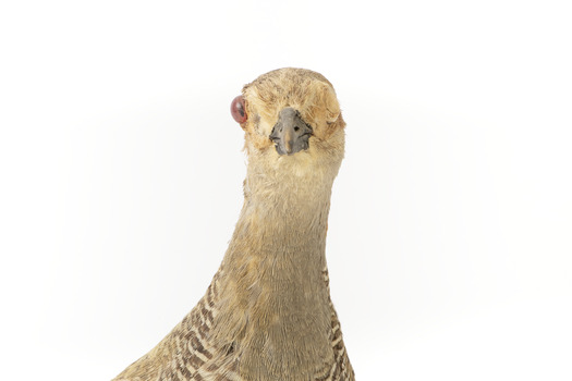 Buff-Banded Rail bird standing on a wooden platform facing forward