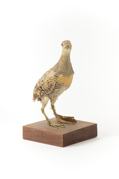 Buff-Banded Rail bird standing on a wooden platform facing forward