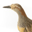 Buff-Banded Rail bird standing on a wooden platform facing forward