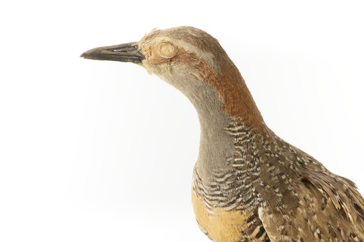 Buff-Banded Rail bird standing on a wooden platform facing forward