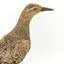 Buff-Banded Rail bird standing on a wooden platform facing forward