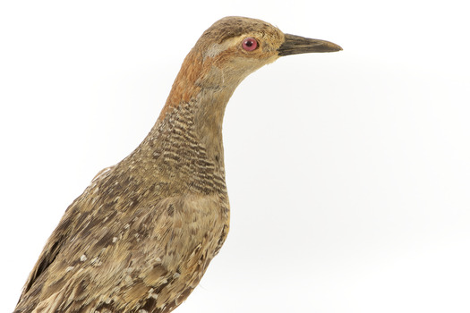 Buff-Banded Rail bird standing on a wooden platform facing forward