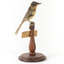 Satin Flycatcher standing on wooden perch facing forward