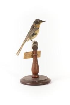Satin Flycatcher standing on wooden perch facing forward
