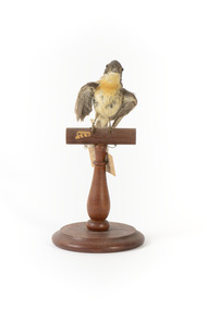 Satin Flycatcher standing on wooden perch facing forward