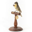 Satin Flycatcher standing on wooden perch facing forward