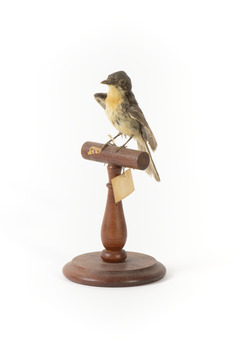Satin Flycatcher standing on wooden perch facing forward