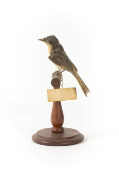 Satin Flycatcher standing on wooden perch facing forward