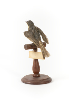 Satin Flycatcher standing on wooden perch facing forward