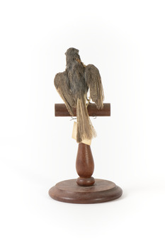 Satin Flycatcher standing on wooden perch facing forward