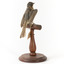 Satin Flycatcher standing on wooden perch facing forward
