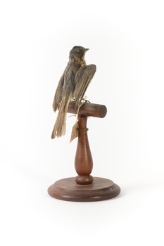 Satin Flycatcher standing on wooden perch facing forward