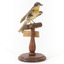 Satin Flycatcher standing on wooden perch facing forward