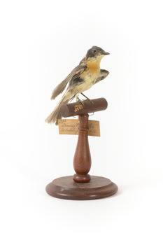 Satin Flycatcher standing on wooden perch facing forward