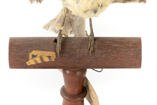 Satin Flycatcher standing on wooden perch facing forward