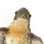 Satin Flycatcher standing on wooden perch facing forward