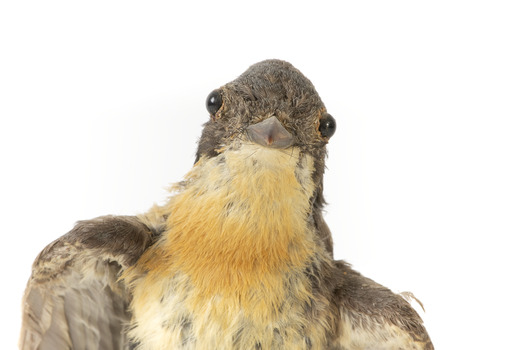 Satin Flycatcher standing on wooden perch facing forward
