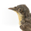 Satin Flycatcher standing on wooden perch facing forward