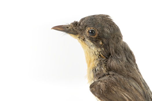 Satin Flycatcher standing on wooden perch facing forward