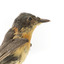 Satin Flycatcher standing on wooden perch facing forward
