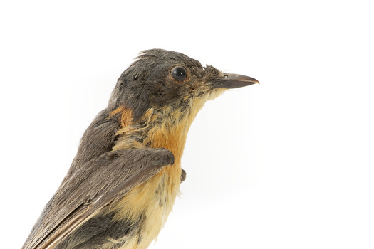 Satin Flycatcher standing on wooden perch facing forward