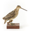 Latham's Snipe bird standing on wooden mount facing forward