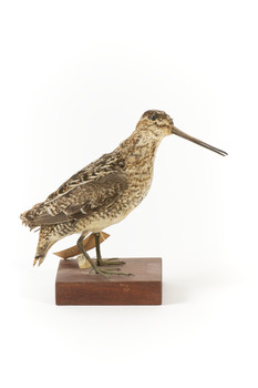Latham's Snipe bird standing on wooden mount facing forward
