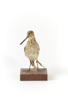 Latham's Snipe bird standing on wooden mount facing forward