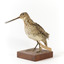 Latham's Snipe bird standing on wooden mount facing forward