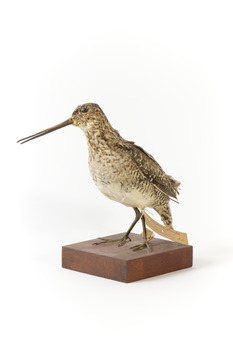 Latham's Snipe bird standing on wooden mount facing forward