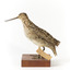 Latham's Snipe bird standing on wooden mount facing forward