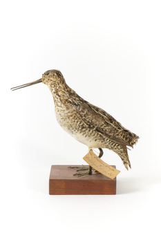 Latham's Snipe bird standing on wooden mount facing forward