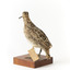 Latham's Snipe bird standing on wooden mount facing forward
