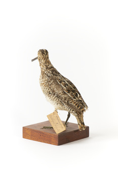 Latham's Snipe bird standing on wooden mount facing forward