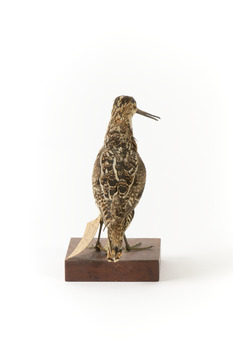 Latham's Snipe bird standing on wooden mount facing forward