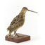 Latham's Snipe bird standing on wooden mount facing forward