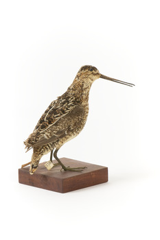 Latham's Snipe bird standing on wooden mount facing forward