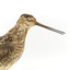 Latham's Snipe bird standing on wooden mount facing forward