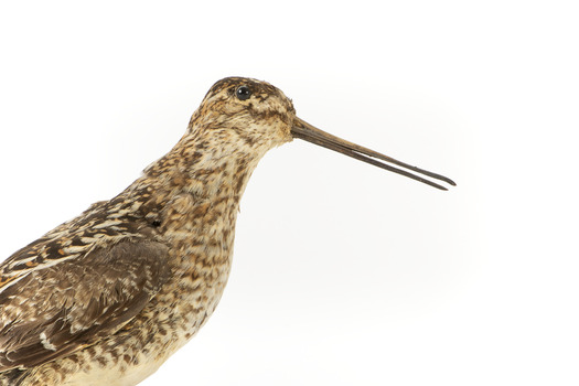 Latham's Snipe bird standing on wooden mount facing forward