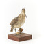 Latham's Snipe bird standing on wooden mount facing forward