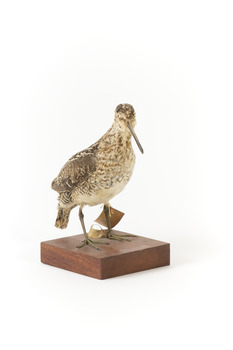 Latham's Snipe bird standing on wooden mount facing forward