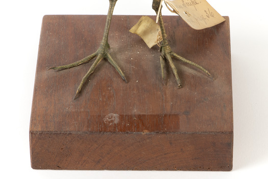 Latham's Snipe bird standing on wooden mount facing forward