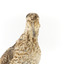 Latham's Snipe bird standing on wooden mount facing forward