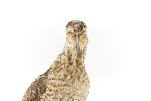 Latham's Snipe bird standing on wooden mount facing forward