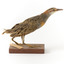Buff-Banded Rail standing on wooden mount leaning forwards 