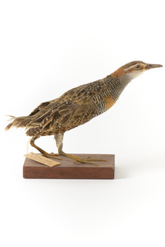 Buff-Banded Rail standing on wooden mount leaning forwards 