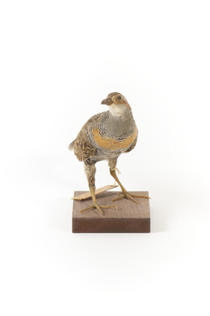 Buff-Banded Rail standing on wooden mount leaning forwards 