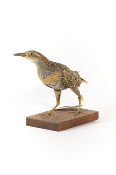 Buff-Banded Rail standing on wooden mount leaning forwards 